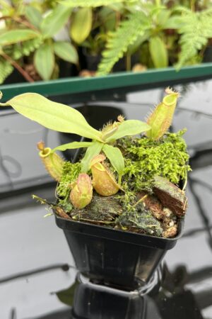 Close Up of Nepenthes ampullaria | Borneo Exotics | BE-3681 | 20608