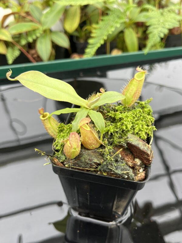 Close Up of Nepenthes ampullaria | Borneo Exotics | BE-3681 | 20608