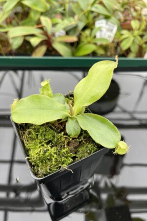 Close Up of Nepenthes ampullaria 'Pink' | Florae | Clone 2 | Florae Collaborative | FC-175.02 | 20376