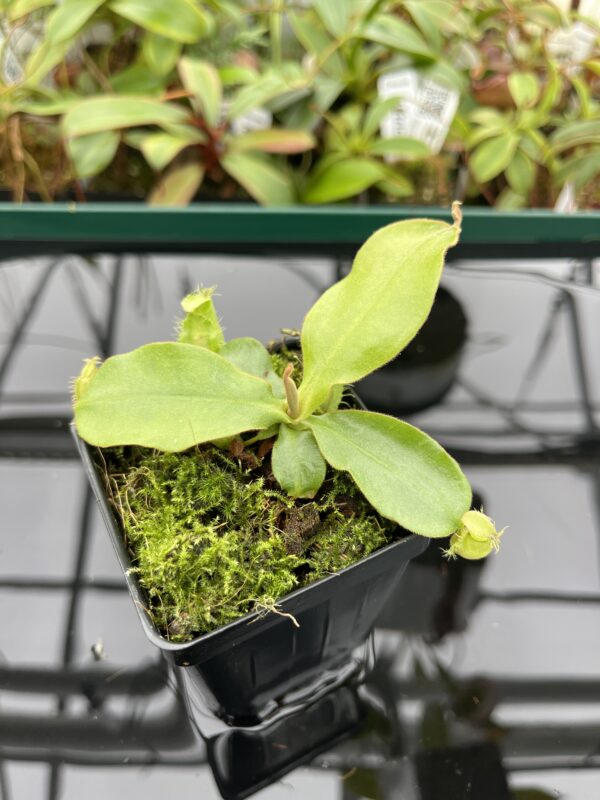 Close Up of Nepenthes ampullaria 'Pink' | Florae | Clone 2 | Florae Collaborative | FC-175.02 | 20376