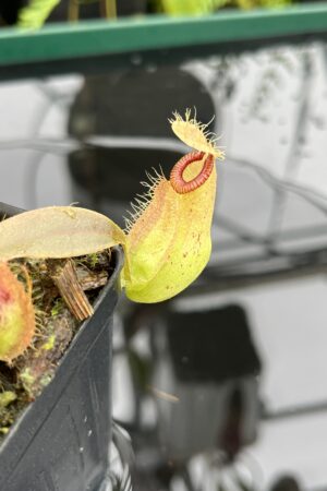 Close Up of Nepenthes ampullaria x hamata | Borneo Exotics | BE-4631 | 20645
