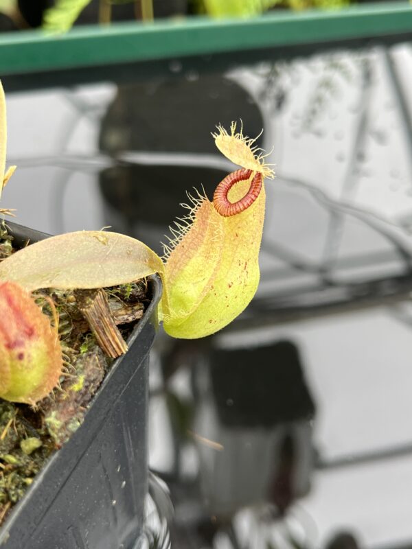 Close Up of Nepenthes ampullaria x hamata | Borneo Exotics | BE-4631 | 20645