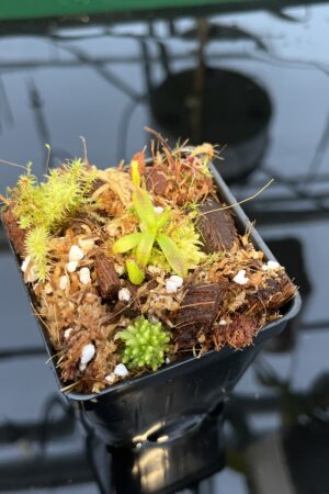 Close Up of Nepenthes appendiculata | Florae | Seed Grown | Florae Collaborative | FC-511.00 | 20440