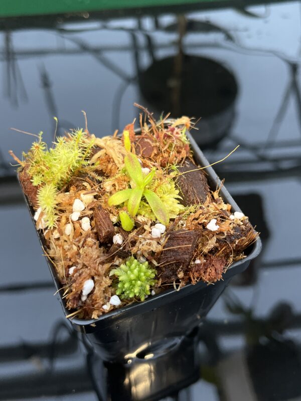 Close Up of Nepenthes appendiculata | Florae | Seed Grown | Florae Collaborative | FC-511.00 | 20440