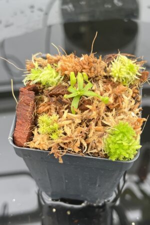 Close Up of Nepenthes appendiculata | Florae | Seed Grown | Florae Collaborative | FC-511.00 | 20699