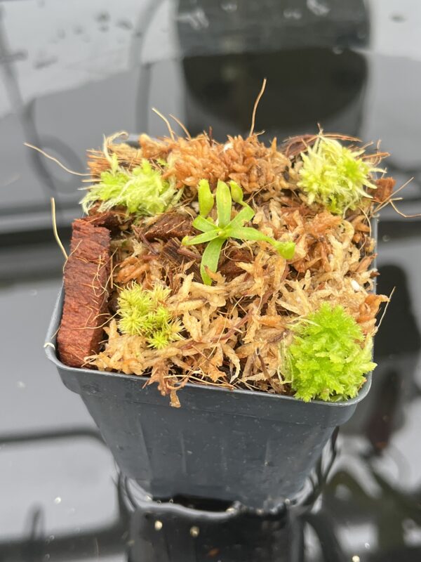 Close Up of Nepenthes appendiculata | Florae | Seed Grown | Florae Collaborative | FC-511.00 | 20699