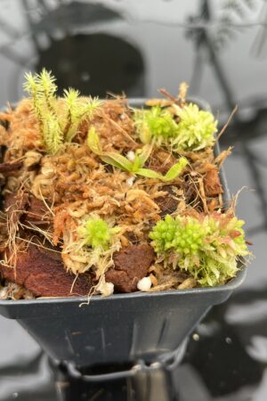 Close Up of Nepenthes appendiculata | Florae | Seed Grown | Florae Collaborative | FC-511.00 | 20700