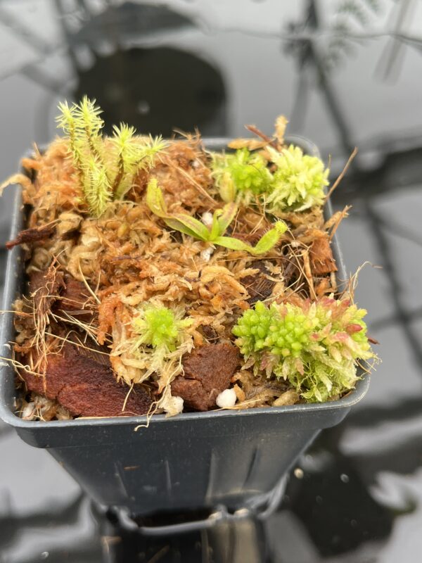 Close Up of Nepenthes appendiculata | Florae | Seed Grown | Florae Collaborative | FC-511.00 | 20700