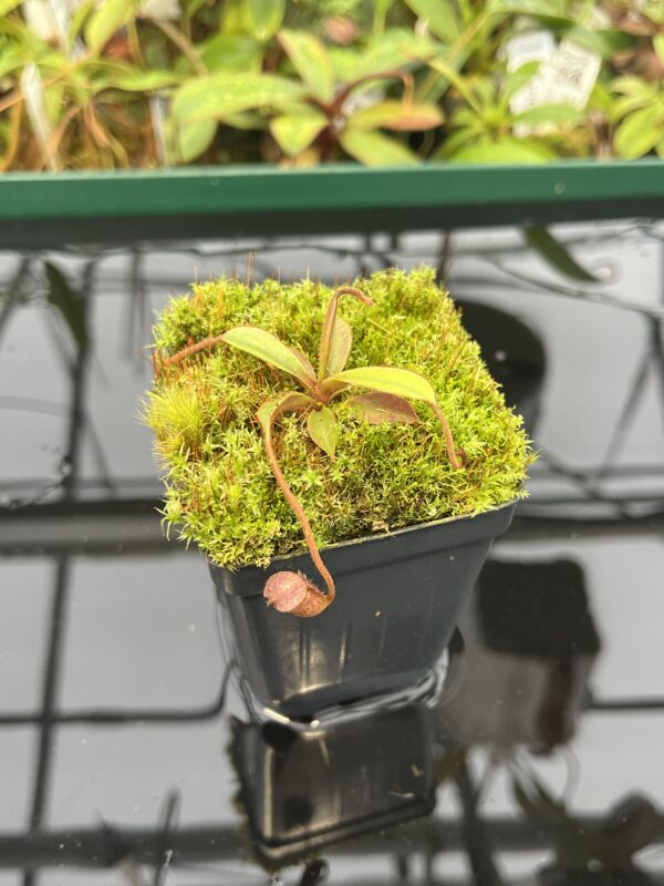 Close Up of Nepenthes argentii {Sibuyan, Philippines} | Best Carnivorous Plants | BCP-01 | 20564