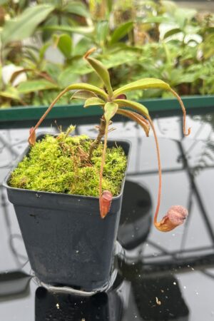 Close Up of Nepenthes argentii {Sibuyan, Philippines} | Best Carnivorous Plants | BCP-01 | 20697