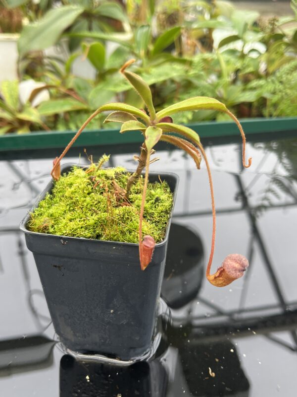 Close Up of Nepenthes argentii {Sibuyan, Philippines} | Best Carnivorous Plants | BCP-01 | 20697