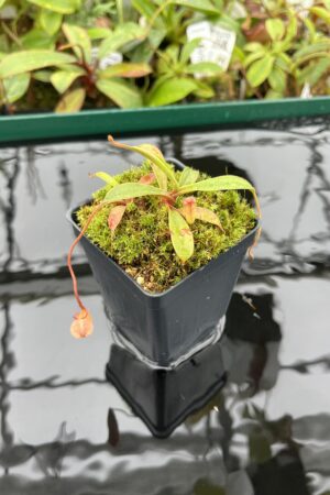Close Up of Nepenthes argentii {Sibuyan, Philippines} | Best Carnivorous Plants | BCP-N2060-14 | 20407