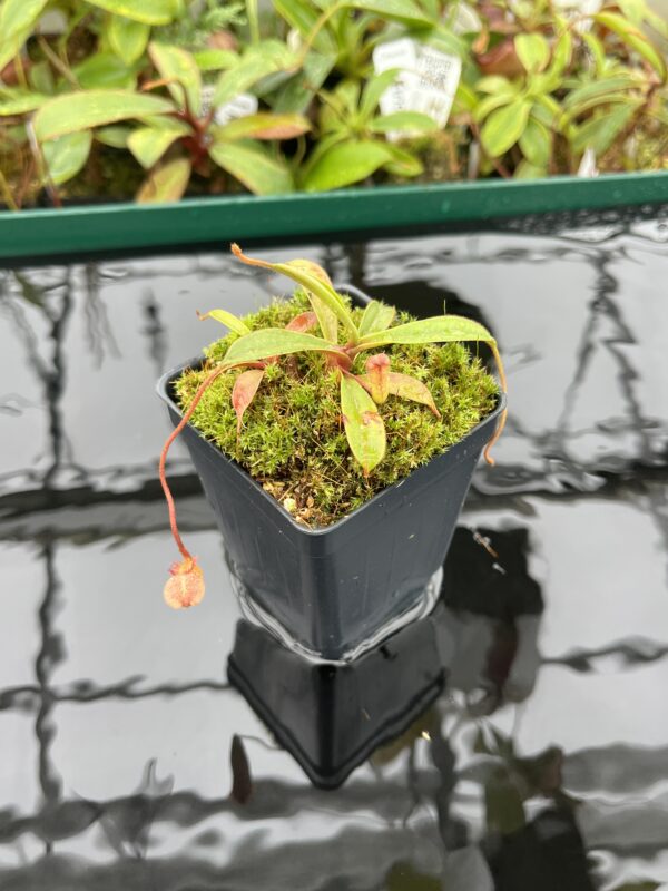 Close Up of Nepenthes argentii {Sibuyan, Philippines} | Best Carnivorous Plants | BCP-N2060-14 | 20407