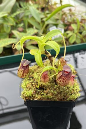 Close Up of Nepenthes aristolochioides x burkei | Borneo Exotics | BE-3832 | 20507