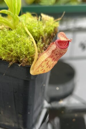 Close Up of Nepenthes aristolochioides x (flava x edwardsiana) | individual seedling (ISC) | Andreas Wistuba | AW-Nx_aristX(flavXed).1 | 20687