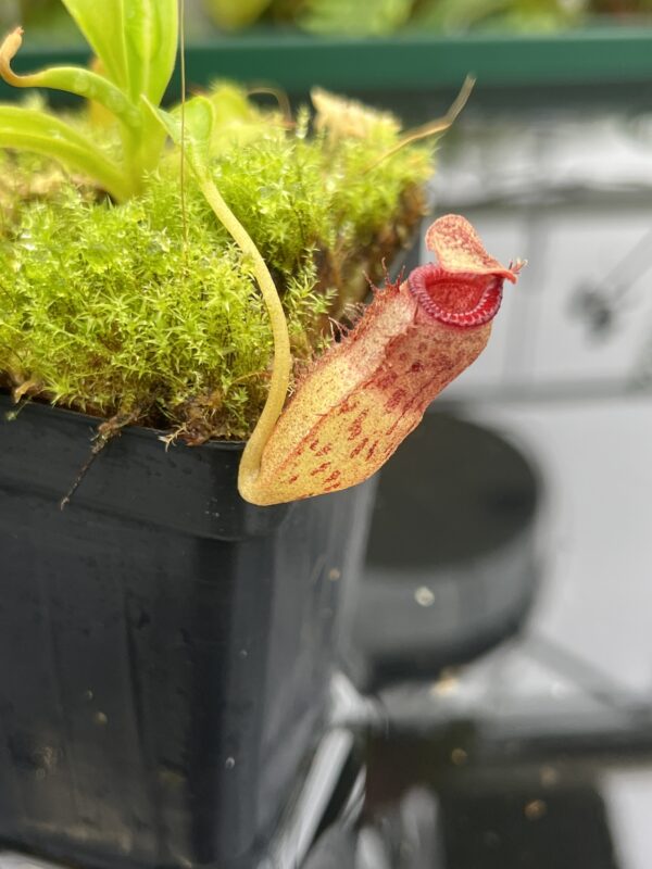 Close Up of Nepenthes aristolochioides x (flava x edwardsiana) | individual seedling (ISC) | Andreas Wistuba | AW-Nx_aristX(flavXed).1 | 20687