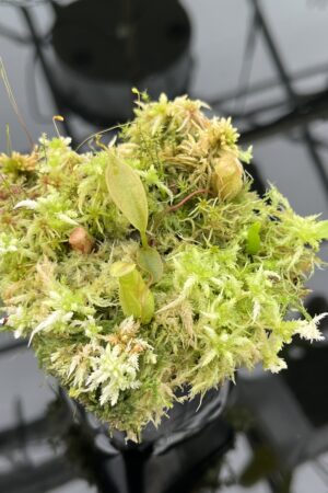 Close Up of Nepenthes attenboroughii {mix of clones, Victoria Peak, Palawan, Philippines, 1700m} | Best Carnivorous Plants | BCP-1320 | 20524