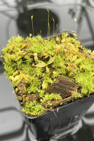 Close Up of Nepenthes attenboroughii {mix of clones, Victoria Peak, Palawan, Philippines, 1700m} | Best Carnivorous Plants | BCP-1320 | 20693