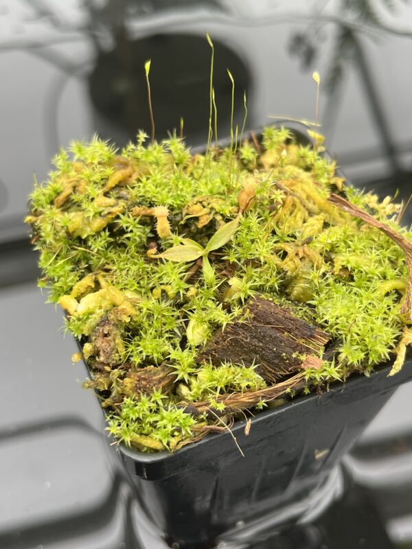 Close Up of Nepenthes attenboroughii {mix of clones, Victoria Peak, Palawan, Philippines, 1700m} | Best Carnivorous Plants | BCP-1320 | 20693