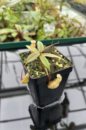 Close Up of Nepenthes bellii | Borneo Exotics | BE-3026 | 20377