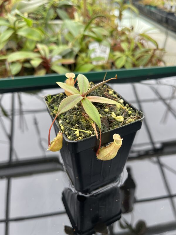 Close Up of Nepenthes bellii | Borneo Exotics | BE-3026 | 20377