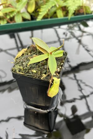Close Up of Nepenthes bellii | Borneo Exotics | BE-3026 | 20617