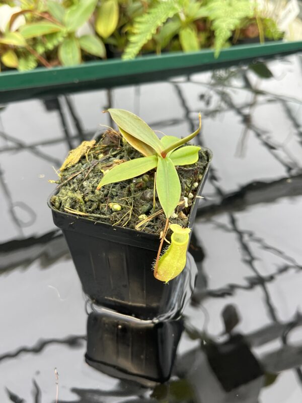 Close Up of Nepenthes bellii | Borneo Exotics | BE-3026 | 20617