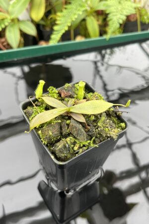 Close Up of Nepenthes bellii | Florae Collaborative | FC-139.IC | 20607