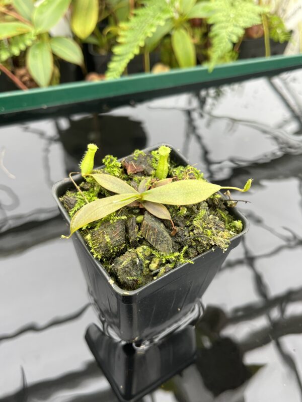 Close Up of Nepenthes bellii | Florae Collaborative | FC-139.IC | 20607