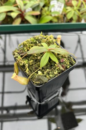 Close Up of Nepenthes bellii {Mindanao, Philippines} | Best Carnivorous Plants | BCP-1713 | 20373