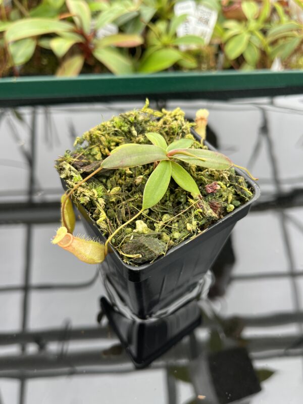 Close Up of Nepenthes bellii {Mindanao, Philippines} | Best Carnivorous Plants | BCP-1713 | 20373