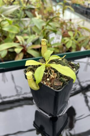 Close Up of Nepenthes bicalcarata | Borneo Exotics | BE-3031 | 20380