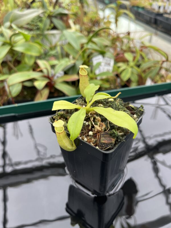 Close Up of Nepenthes bicalcarata | Borneo Exotics | BE-3031 | 20380