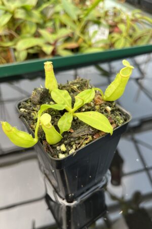 Close Up of Nepenthes bicalcarata | Borneo Exotics | BE-3031 | 20480