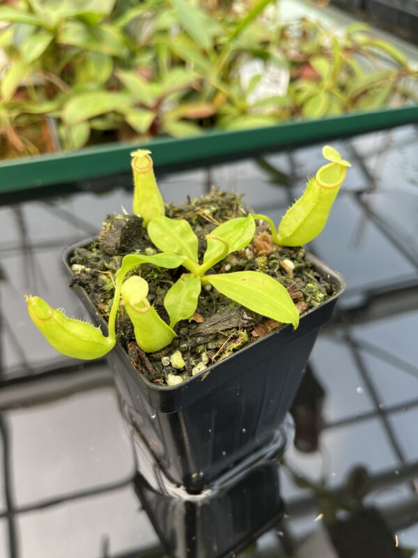 Close Up of Nepenthes bicalcarata | Borneo Exotics | BE-3031 | 20480