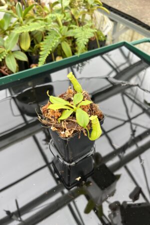 Close Up of Nepenthes bicalcarata | Borneo Exotics | BE-3031 | 20605