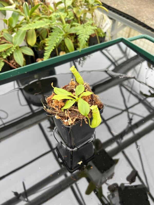 Close Up of Nepenthes bicalcarata | Borneo Exotics | BE-3031 | 20605