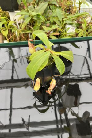 Close Up of Nepenthes bokorensis | Borneo Exotics | BE-4518 | 20590