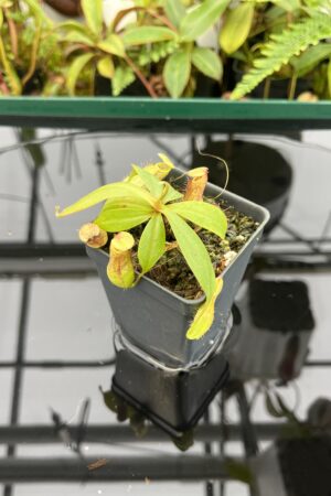 Close Up of Nepenthes bokorensis | Borneo Exotics | BE-4518 | 20618