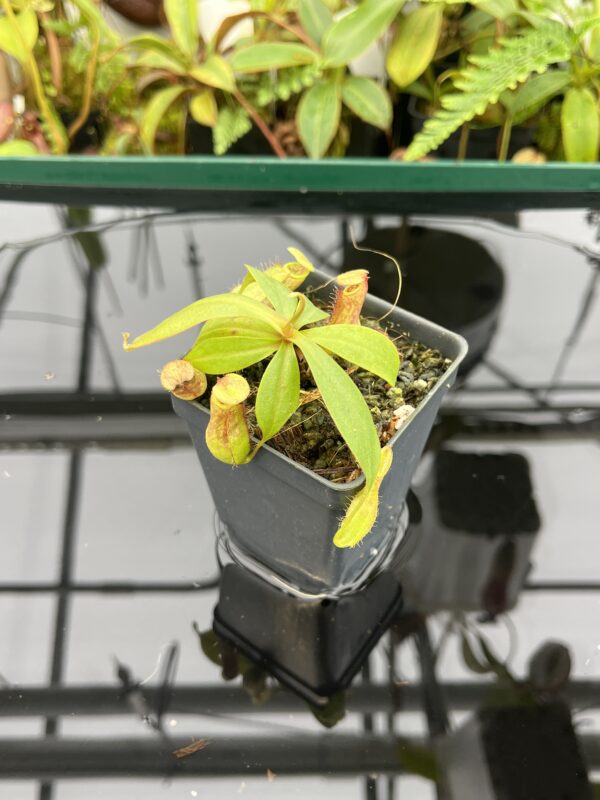 Close Up of Nepenthes bokorensis | Borneo Exotics | BE-4518 | 20618