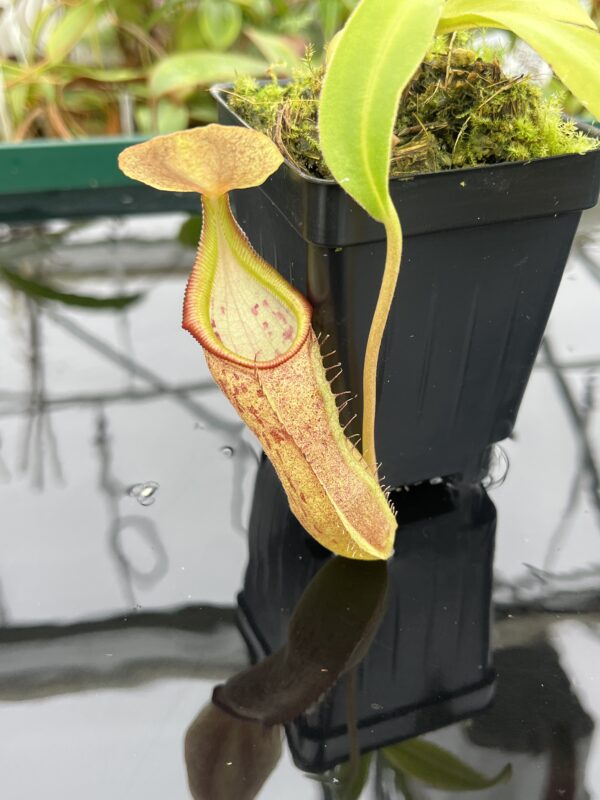 Close Up of Nepenthes bongso, possible hybrid | Florae Collaborative | 20525