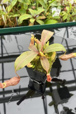 Close Up of Nepenthes boschiana | MKS | Florae | Assorted Clones | Florae Collaborative | FC-483 | 20494