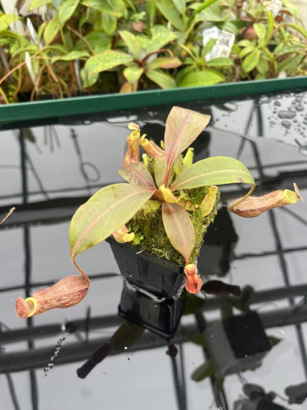 Close Up of Nepenthes boschiana | MKS | Florae | Assorted Clones | Florae Collaborative | FC-483 | 20494