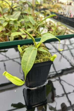 Close Up of Nepenthes boschiana | MKS | Florae | Assorted Clones | Florae Collaborative | FC-483 | 20535