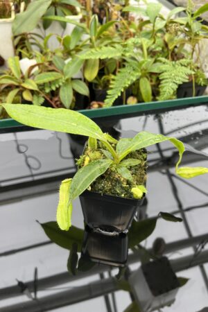 Close Up of Nepenthes boschiana | MKS | Florae | Assorted Clones | Florae Collaborative | FC-483 | 20637