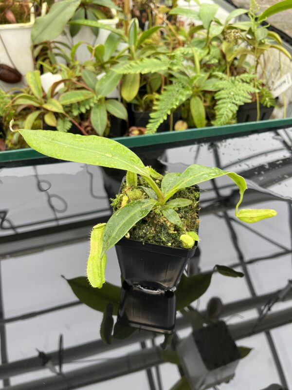 Close Up of Nepenthes boschiana | MKS | Florae | Assorted Clones | Florae Collaborative | FC-483 | 20637