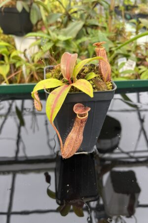 Close Up of Nepenthes boschiana | Malesiana Tropicals | MT-127 | 20561
