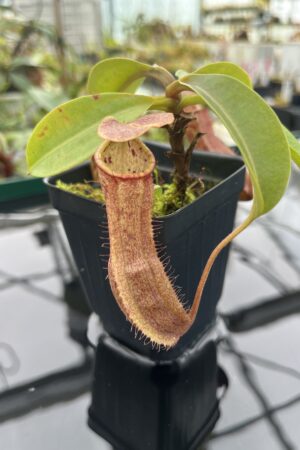 Close Up of Nepenthes boschiana x indah | Malesiana Tropicals | MT-NE-171 (502) | 20370