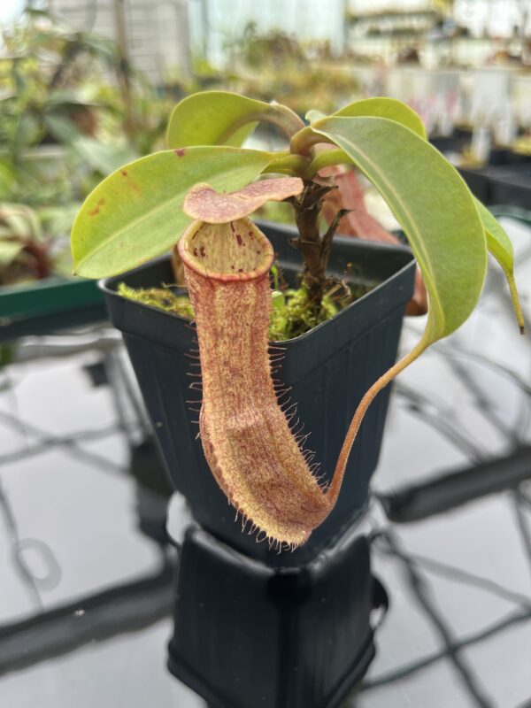 Close Up of Nepenthes boschiana x indah | Malesiana Tropicals | MT-NE-171 (502) | 20370