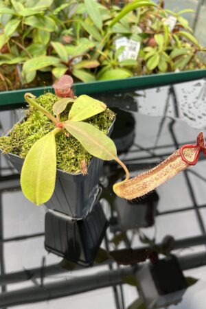 Close Up of Nepenthes boschiana x klossii | Borneo Exotics | BE-4530 | 20474
